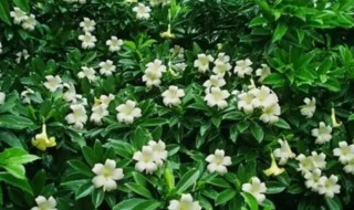 非州茉莉什么时候开花 非洲茉莉开花不开花