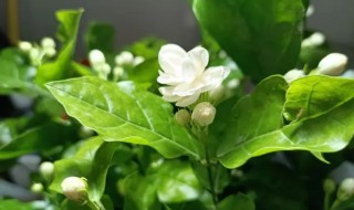 银丝茉莉什么时候开花 铁茉莉什么时候开花