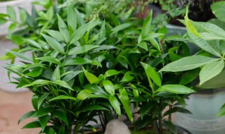 竹柏叶子尖发枯(竹柏叶子尖发枯可以剪掉吗)