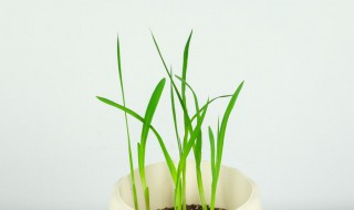 香雪兰小苍兰的水培方法 怎样水培小苍兰