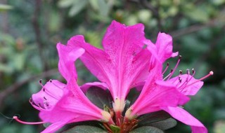 杜鹃花开花的时间有多长（杜鹃花开花开多久）