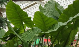 水培滴水观音能养鱼吗(滴水观音 养鱼)