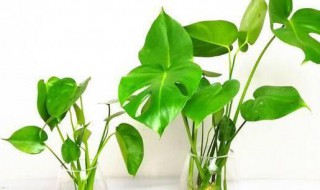 龟背竹长气根可以水培吗(龟背竹气根水培会发芽)