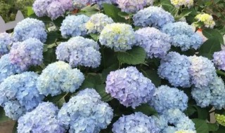 刚到的绣球才发芽就有花需要处理吗 绣球花发芽后如何养护