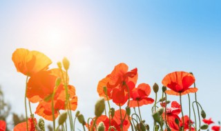 2022年农历三月十二日子好不好 2022年农历三月十二结婚好吗