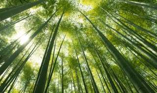 乡土树种是什么 乡土树种是什么意思