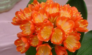 水培君子兰大全（水培君子兰的注意事项）