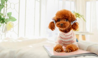 泰迪的毛多长时间修剪一次（泰迪的毛多久修剪一次）