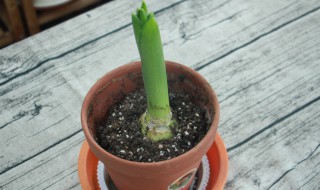 风信子花谢后怎么处理(风信子花期后怎么处理)