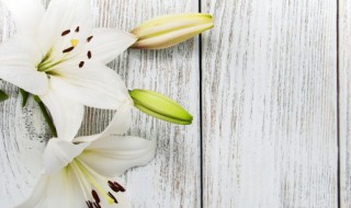 盆栽百合花长的又细又小 百合花长得又细又高怎么办