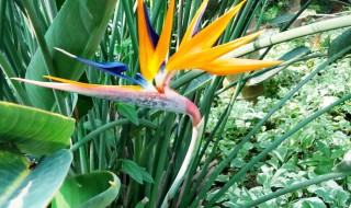 天堂鸟花简介（天堂鸟花图片 品种）