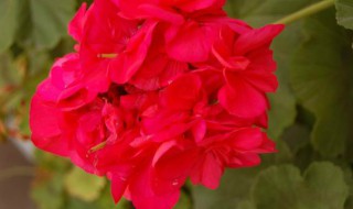 天竺葵几月开花(天竺葵哪个季节开花)