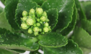 长寿花长虫子怎么办（长寿花长虫子怎么办成薄片）