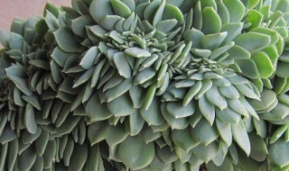 千羽鹤的养殖方法和注意事项（仙鹤可以饲养吗）