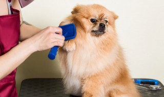 幼犬洗澡应该注意什么 幼犬洗完澡要注意什么