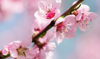 桃花的唯美语录经典（桃花经典句子）