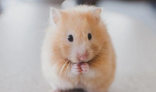 仓鼠夏天怕热怎么办 仓鼠夏天怕不怕热