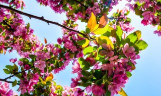 养花中正常使用硫酸亚铁的方法 养花用硫酸亚铁起什么作用