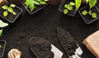 空心菜的阳台种植技巧（阳台种空心菜怎么施肥）