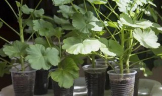 天竺葵可以扦插吗（天竺葵能不能扦插）