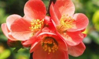 铁梗海棠开花后还能浇水吗 铁海棠花多久浇一次水