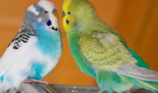 鹦鹉为何喜欢单脚站立（鹦鹉单脚站的原因是什么）