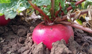 萝卜的种植有哪些要求（萝卜怎样种植是最好的）