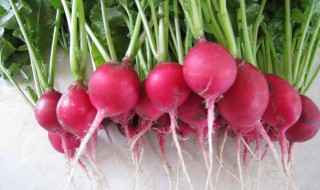 樱桃萝卜怎么种 樱桃萝卜怎么种植方法