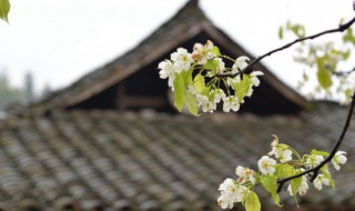 2022年清明节网上祭祀怎么祭祀（今年清明怎样网祭）