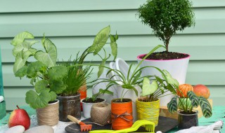 裸子植物被子植物蕨类植物的区别（裸子 蕨类 被子的区别）