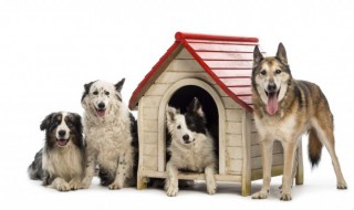 哪些狗属于运动犬 爱运动的狗是什么狗