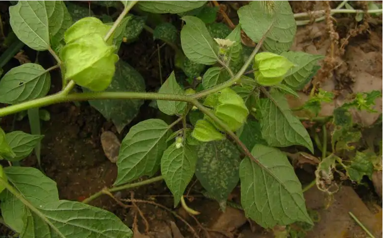 姑鸟的学名叫什么（姑鸟是什么样子的）