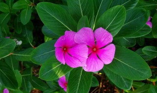 长春花和凤仙花的区别（桃红花和凤仙花是一种花吗）