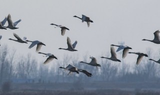 大雁的寓意（芦苇和大雁的寓意）