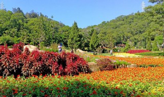 厦门万石植物园里有哪些植物 厦门园林植物园是万石植物园吗