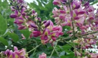 鸡血藤的别名 鸡血藤的别名功效与作用点