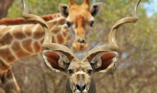 长颈鹿的角像什么（长颈鹿的角像什么东西）