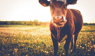 牛蹄筋高压锅压几分钟（牛蹄筋高压锅压多少分钟）