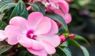 凤仙花地传播方法是什么（凤仙花的传播方法是什么?）