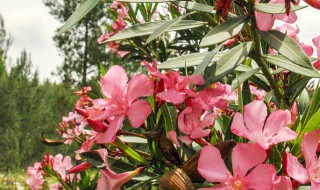 凤仙花种植方法 凤仙花种植方法全过程