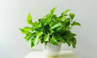 哪些室内种植的植物是阴生植物（适合室内的阴生植物）