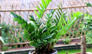 金钱树换盆后多长时间浇一次水(刚换盆的金钱树多久浇一次水)