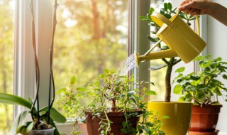 北方攀爬类植物植物有哪些（北方常绿爬藤植物有哪些）