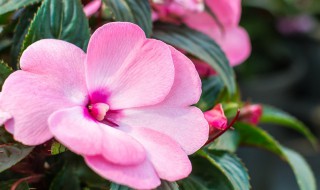 凤仙花要什么样的土（凤仙花需要什么土）