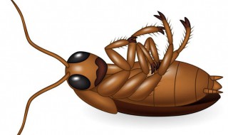 冬天有蟑螂出没吗 冬天有没有蟑螂出现