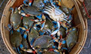 开水蒸河蟹需要多少分钟（蒸河蟹开锅多少分钟）