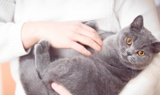 养猫需要注意哪些家里养猫需要（家里养猫需要注意什么）