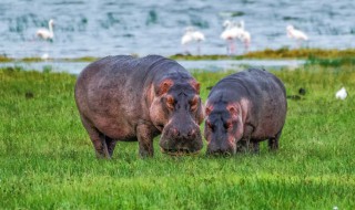 河马会游泳吗（河马会游泳吗会飞吗）