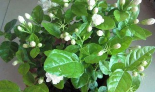 茉莉花多长时间浇一次水（茉莉花什么时候浇一次水）