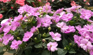 盆栽凤仙花的养殖方法 盆栽凤仙花怎么养